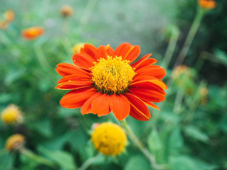 Tithonia rotundifolia. The red sunflower or Mexican sunflower.