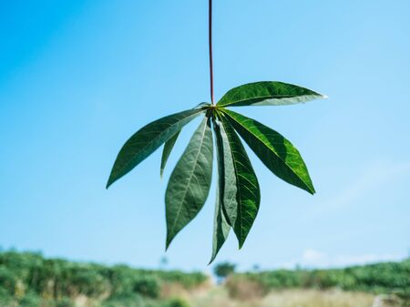 Cassava green leaf with blue sky and the farm on background.の写真素材