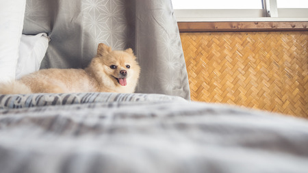 Pomeranian dog relax on bed in with soft sunlight.の写真素材