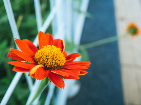 Tithonia rotundifolia. The red sunflower or Mexican sunflower.の写真素材