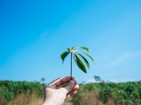 Cassava green leaf with blue sky and the farm on background.の写真素材