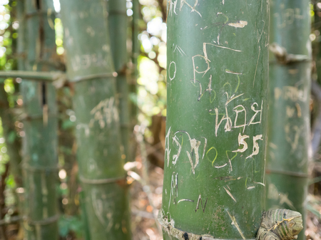 Bamboo forrest with scratch drawing and writing on the body.の写真素材