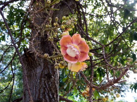 Couroupita guianensis or cannonball flower in temple area.