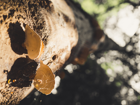 Wild mushroom growing on tree in the forest.の写真素材