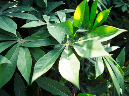 Farm of tapioca or cassava tree plantの写真素材