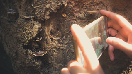 Taking macro photo of wild mushroom with smartphone.の写真素材