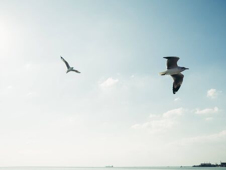 Gulls flying on clear sky. Conceptual of freedom. Photo with vintage filter.の写真素材