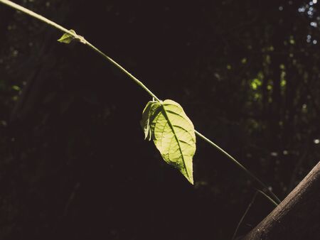 One green leaf brighten with sunlight in dark corner.の写真素材