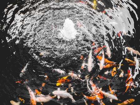 Koi fish in black pond with fountain spring.の写真素材