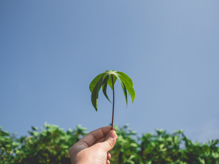 Raise hand with Cassava leaf into the sky as symbol of food and nature.の写真素材