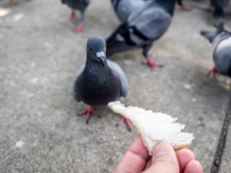 Feeding wild dove with bread by hand on the street.の写真素材
