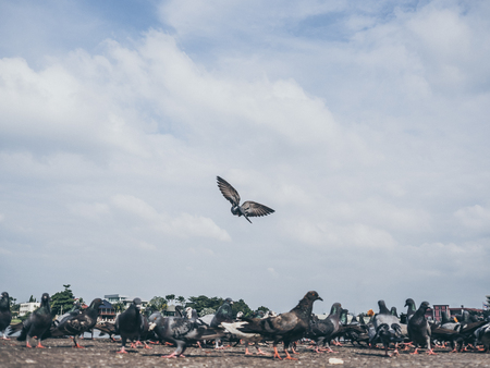 Flock of grey dove fly around and eat on the ground.