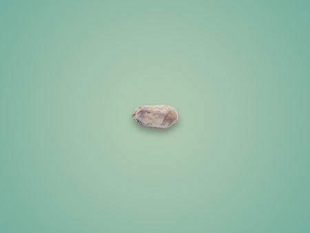Boiled peeled peanut isolated on color background.