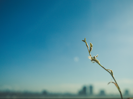Close up of Haworthia Mucronata flower with bight blue sky.の写真素材