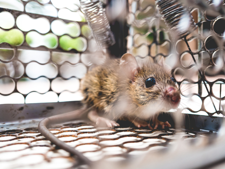 Small rat trapped in metal cage.