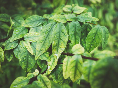 Close up of green leaf bush with some rain drops on the surface.