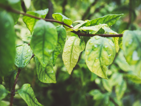 Close up of green leaf bush with some rain drops on the surface.の写真素材
