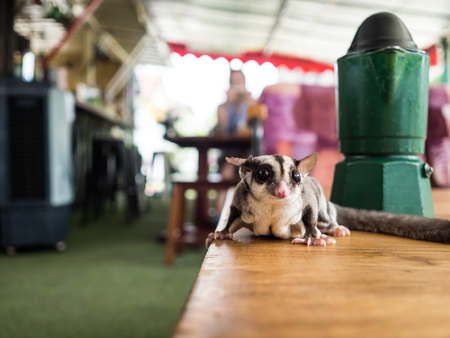 Close up of small and cute Sugar Glider walk around.の写真素材