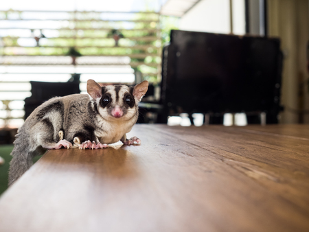 Close up of small and cute Sugar Glider walk around.の写真素材