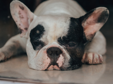Close up of sleepy and boring face of French Bulldog.の写真素材