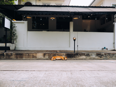 Stray dog with collar as pet sleeping on the side of the street in Asia.の写真素材