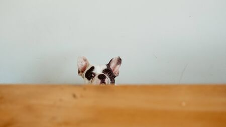 Curiosity face of French Bulldog peeking the table from below.の写真素材