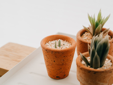 Close up of tiny cactus in small pot.の写真素材