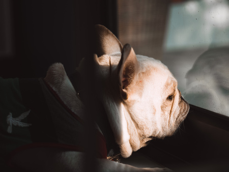 Lonely French Bulldog with small lights from windows.の写真素材
