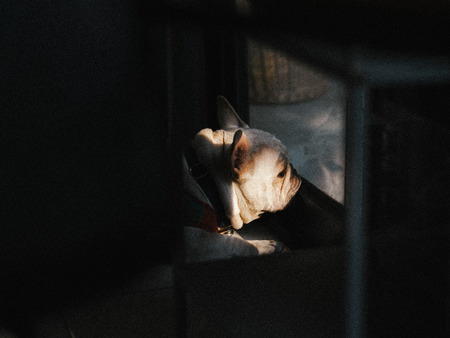 Lonely French Bulldog with small lights from windows.の写真素材