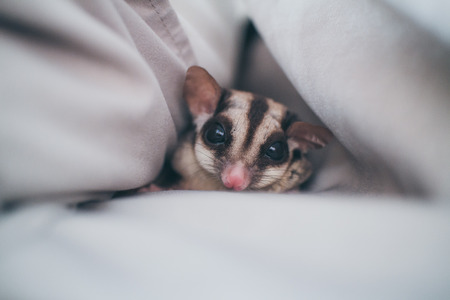 Close up of cute small Sugar Glider in her favourite pillow.の写真素材