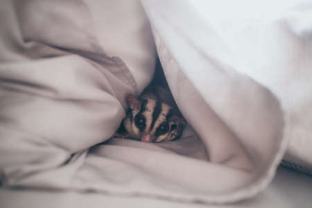 Close up of cute small Sugar Glider in her favourite pillow.