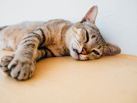 Thai cat sleeps on the edge of the window.の写真素材