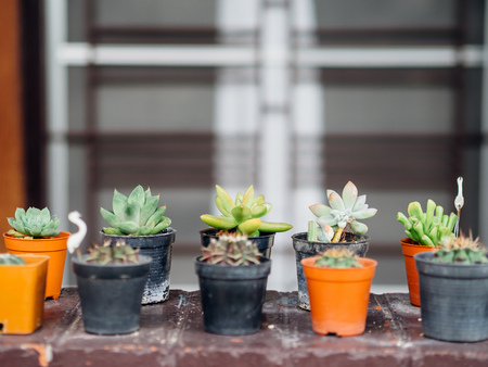 Close up of small cute cactus plants in pots.