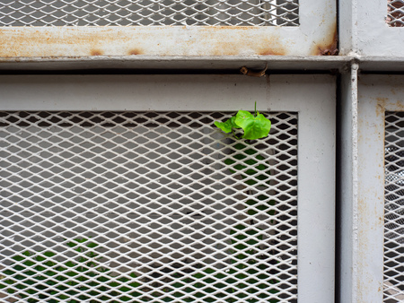 Iron fence net with small green plant growing inside.の写真素材
