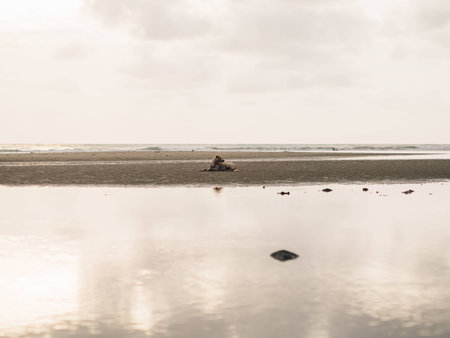 Thai stray dog relax on the sand and enjoy the sunset on the beach.の写真素材