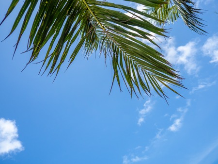 Nature summer background of blue tropical sky with green coconut leaf.