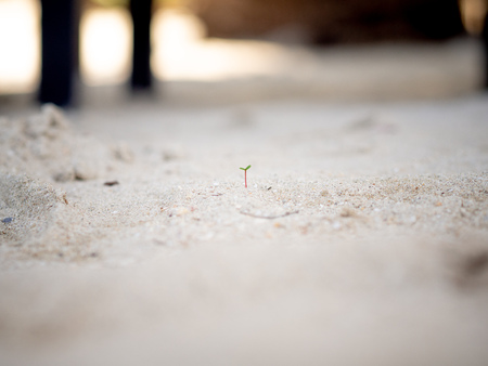 Tiny sprout is growing on sand beach.の写真素材