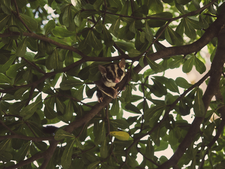 Cute Sugar Glider plays hide and seek on the tree.