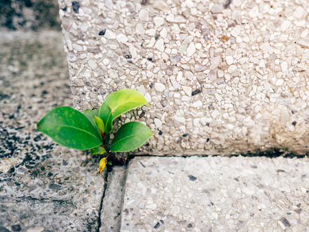 Little sprout growing in the corner of concrete ground. Concept of life fighting.の写真素材