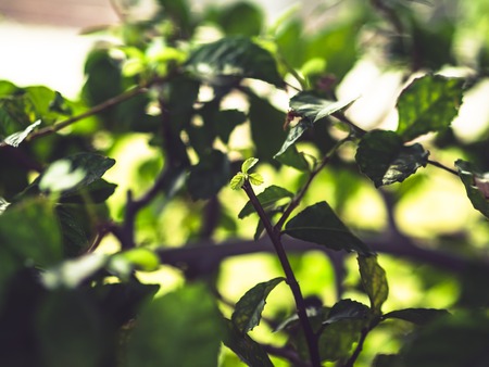 New grow leaf in the green bush.の写真素材