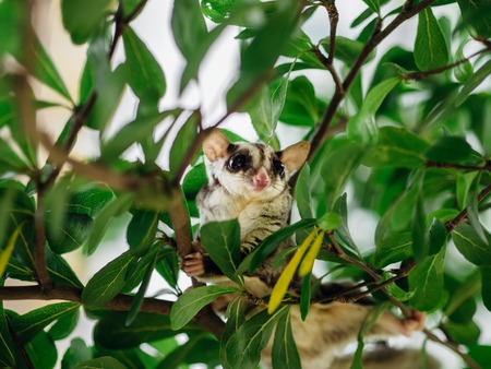 Cute little Sugar Glider playing on tree branch.の写真素材