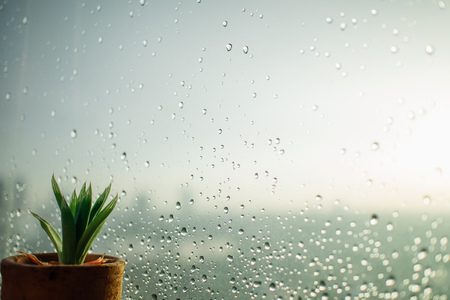 Small pot of Haworthia on the edge of rainy windows.の写真素材