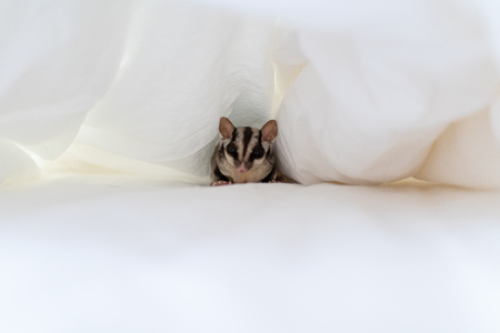 Little curiosity Sugar glider under white bed sheet.