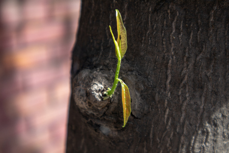 Close up of growing small branch from the main big tree.の写真素材
