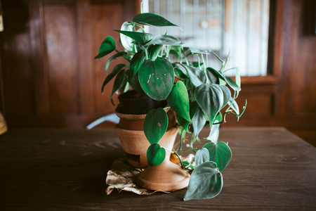 Greenery plants in artistic clay pots on wooden table.の写真素材