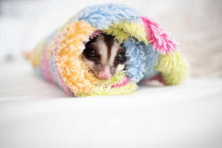 Close up of cute little Sugar Glider rolled in soft cloth.の写真素材