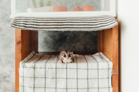 Cute little curiosity Sugar Glider hide on the wooden shelves.の写真素材