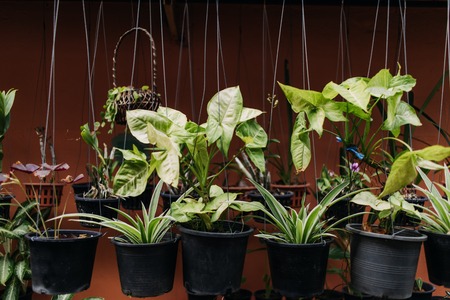 Variety of green hanging plants in plastic pots on orange wall.の写真素材