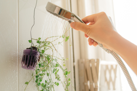 Close up of hand watering small plant with shower in the bathroom.の写真素材