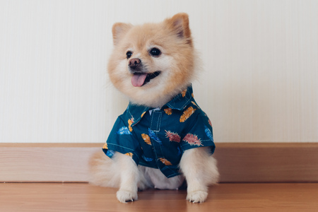 Little brown cute Pomeranian dog in blue shirt sits in the corner.の写真素材